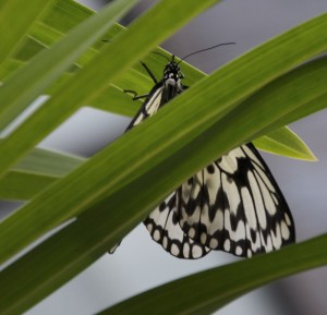 Butterfly Singapore Idea leuconoe Rice Paper black white yellow wings Outside InStyle Lanscape Design